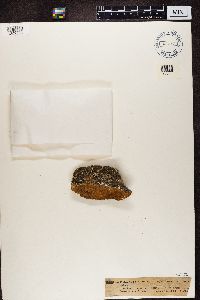 Image of Variolaria amara
