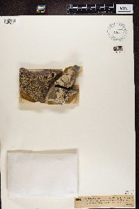 Lecanora marginata image