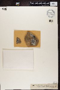 Lecidea tessellata image