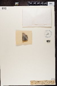 Lecidea speirea image