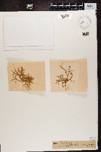 Evernia prunastri image