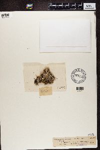 Image of Cladonia acuminata