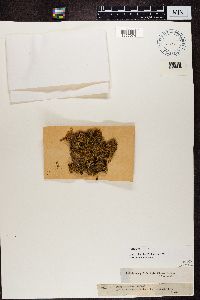 Peltigera polydactyla image