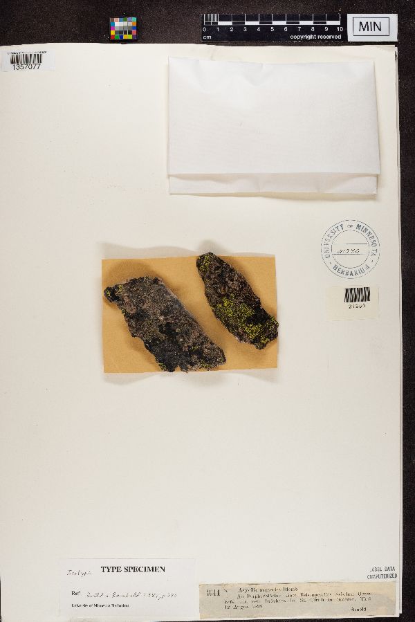 Clauzadeana macula image