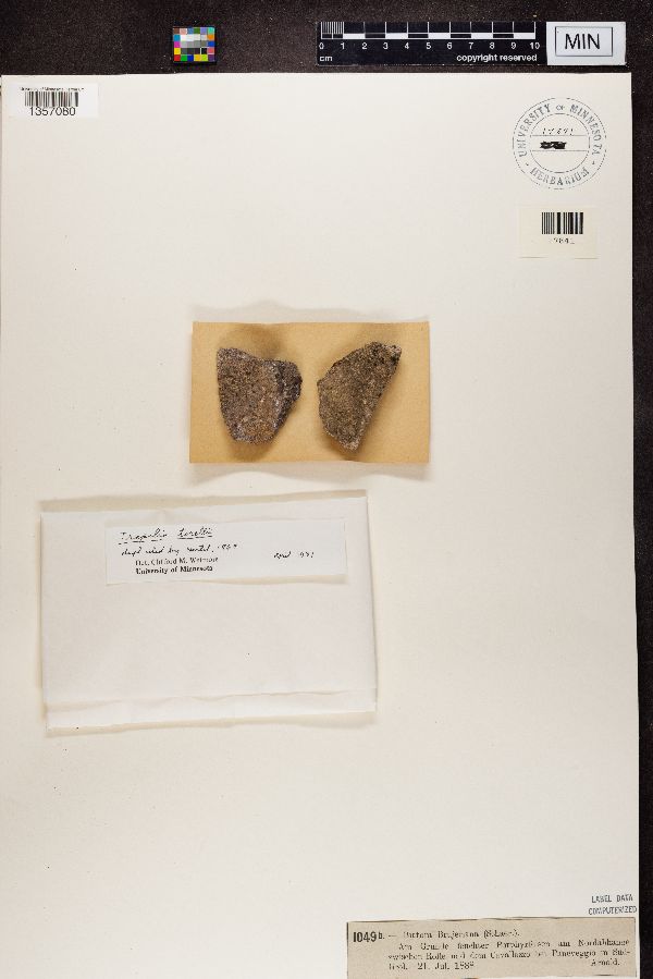 Ainoa mooreana image