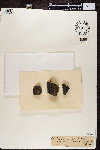 Thelocarpon laureri image