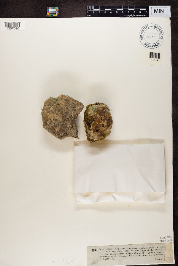 Polyblastia cupularis f. microcarpa image