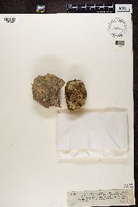 Polyblastia cupularis image