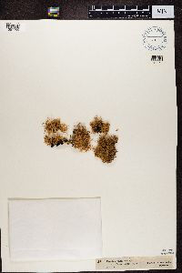 Ramalina dilacerata image