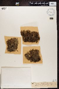 Cladonia crispata var. crispata image