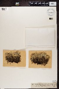 Cladonia phyllophora image