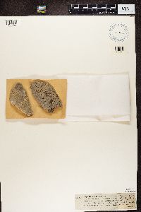 Aspicilia laevata image