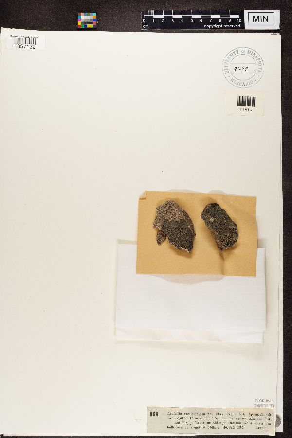 Circinaria caesiocinerea image