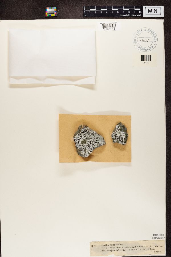 Lecidea exornans image