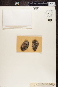 Thumbnail image of current specimen