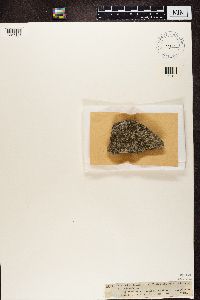 Coniangium koerberi image