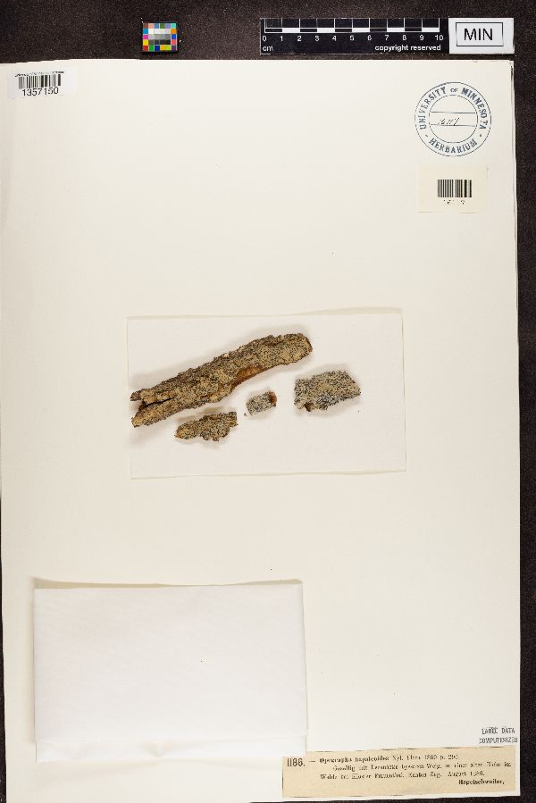 Opegrapha hapaleoides image