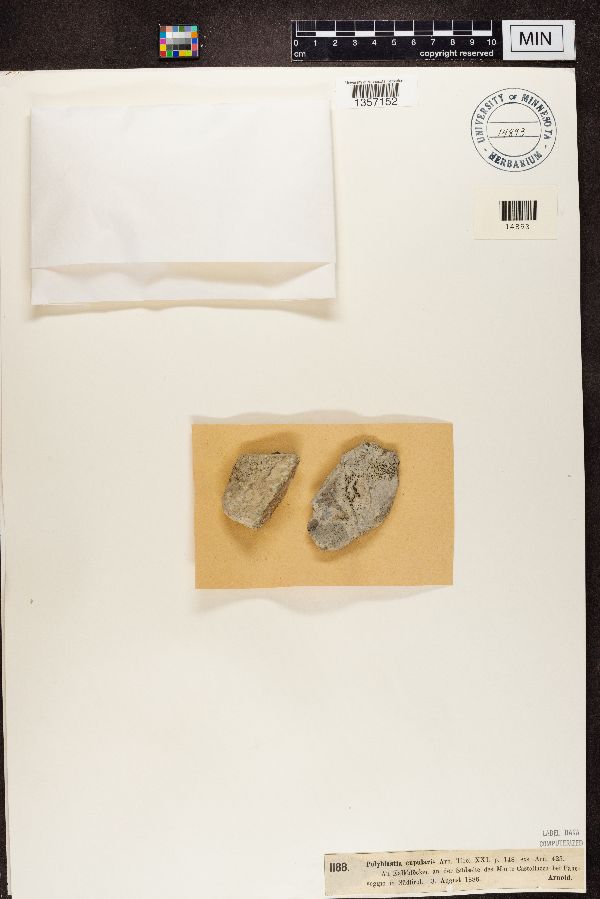 Polyblastia cupularis image