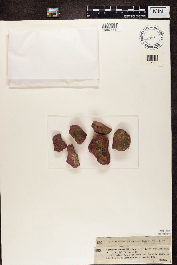 Hildenbrandia rubra image