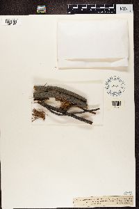 Naetrocymbe punctiformis image