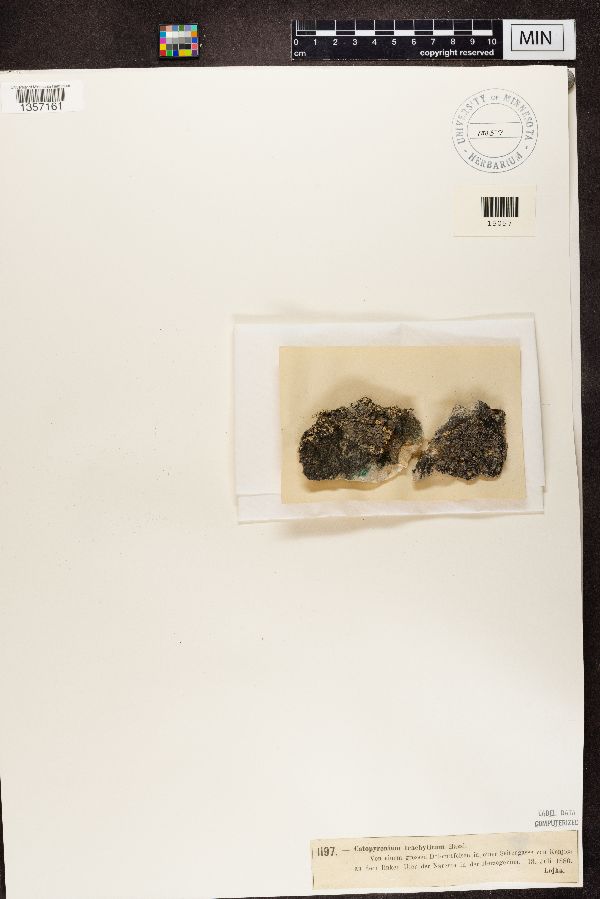 Catapyrenium trachyticum image