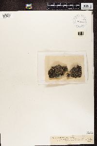 Thumbnail image of current specimen