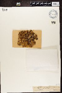 Pseudocyphellaria multifida image