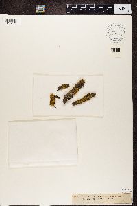 Vulpicida juniperinus image