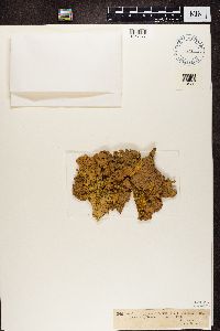 Pseudocyphellaria coronata image