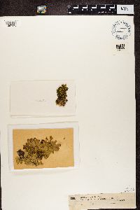 Pseudocyphellaria crocata image