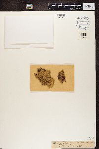 Thumbnail image of current specimen