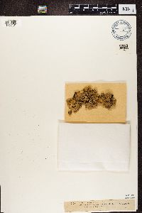 Thumbnail image of current specimen