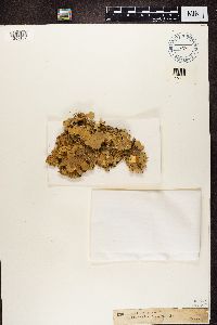 Nephroma arcticum image