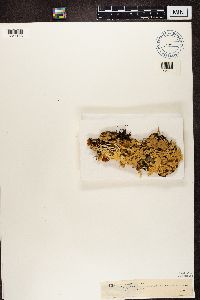 Nephroma arcticum image