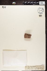 Image of Placynthium pluriseptatum