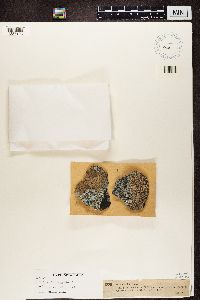 Aspicilia cinerea image