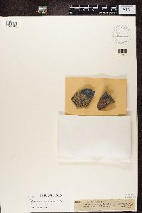 Aspicilia cinerea image