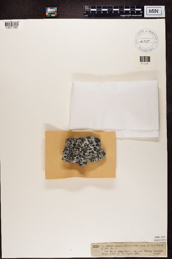 Bellemerea cinereorufescens image