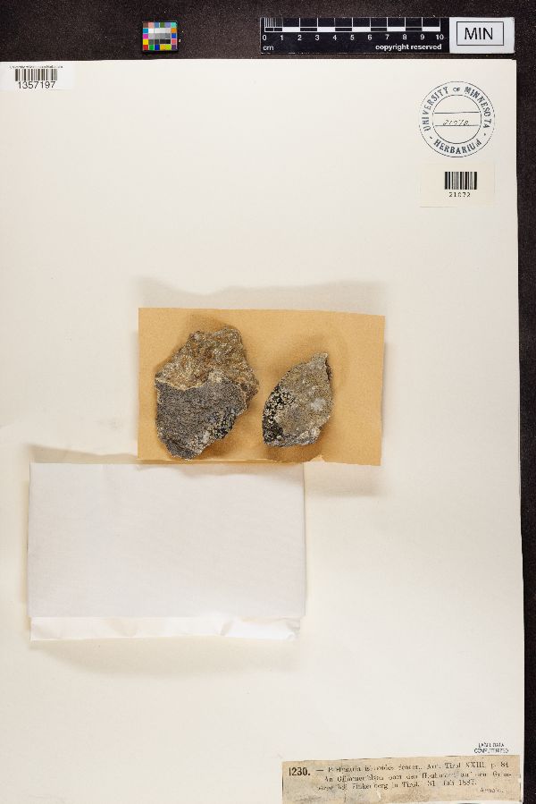 Thelotrema isidioides image