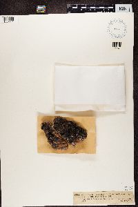 Media resource of Lecidea fuliginosa