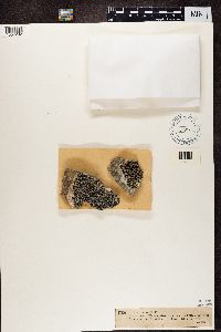 Lecidea lactea image