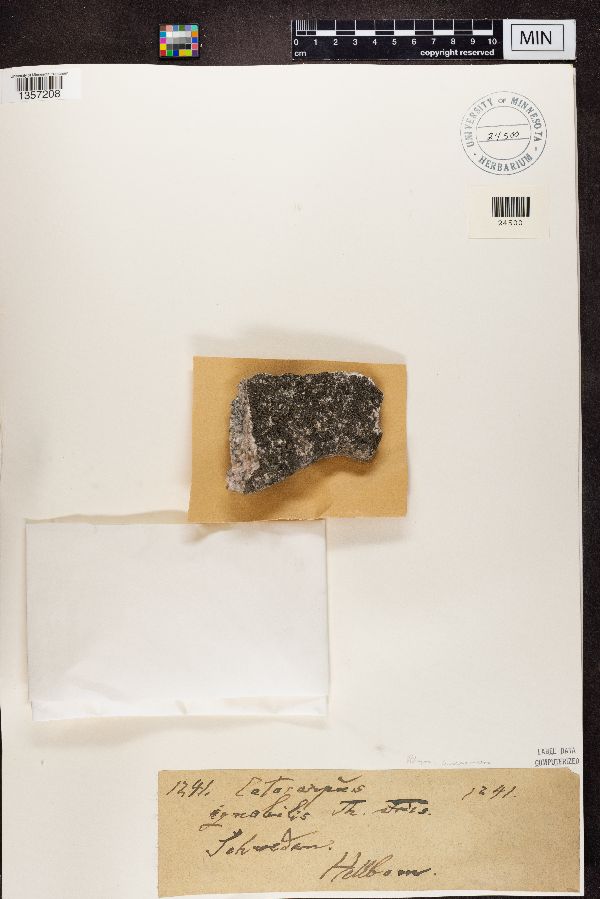 Catocarpus ignobile image