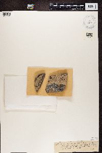 Media resource of Dactylospora maculans