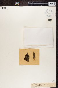 Lecanora horiza image