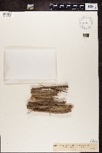 Arthopyrenia analepta image