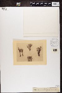 Cladonia phyllophora image