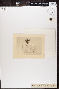 Cladonia phyllophora image