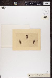 Cladonia chlorophaea image