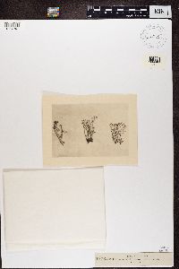 Cladonia squamosa image