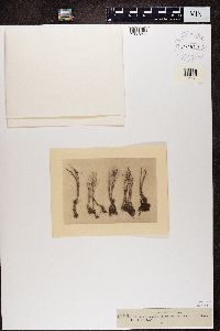 Cladonia squamosa image